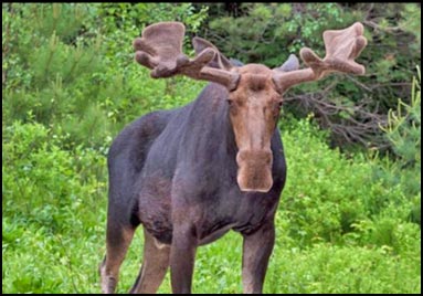 moose tours north conway new hampshire